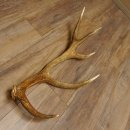 Rothirsch Stange 10 ender Gewicht 1,56 kg Länge 75 cm Hirsch Abwurfstange 71.1.171