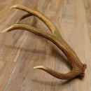 Rothirsch Stange 10 ender Gewicht 1,56 kg Länge 75 cm Hirsch Abwurfstange 71.1.171