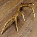 Rothirsch Stange 10 ender Gewicht 1,56 kg Länge 75 cm Hirsch Abwurfstange 71.1.171