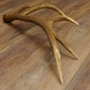 Rothirsch Stange 10 ender Gewicht 1,56 kg Länge 75 cm Hirsch Abwurfstange 71.1.171