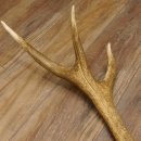 Rothirsch Stange 10 ender Gewicht 1,56 kg Länge 75 cm Hirsch Abwurfstange 71.1.171