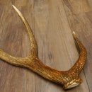 Rothirsch Stange 10 ender Gewicht 1,56 kg Länge 75 cm Hirsch Abwurfstange 71.1.171