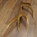 Rothirsch Stange 10 ender Gewicht 1,56 kg Länge 75 cm Hirsch Abwurfstange 71.1.171