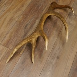 Rothirsch Stange 10 ender Gewicht 1,56 kg Länge 75 cm Hirsch Abwurfstange 71.1.171