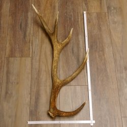 Rothirsch Stange 10 ender Gewicht 1,56 kg Länge 75 cm Hirsch Abwurfstange 71.1.171