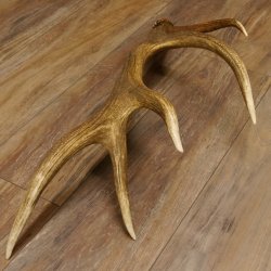 Rothirsch Stange 10 ender Gewicht 1,56 kg Länge 75 cm Hirsch Abwurfstange 71.1.171