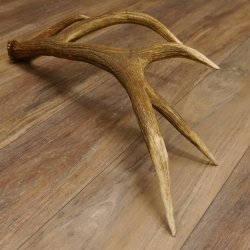 Rothirsch Stange 10 ender Gewicht 1,56 kg Länge 75 cm Hirsch Abwurfstange 71.1.171