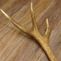 Rothirsch Stange 10 ender Gewicht 1,56 kg Länge 75 cm Hirsch Abwurfstange 71.1.171