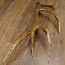 Rothirsch Stange 10 ender Gewicht 1,56 kg Länge 75 cm Hirsch Abwurfstange 71.1.171