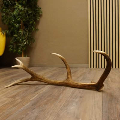 Rothirsch Stange 10 ender Gewicht 1,43 kg Länge 79 cm Hirsch Abwurfstange 71.1.172