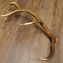 Rothirsch Stange 10 ender Gewicht 1,43 kg Länge 79 cm Hirsch Abwurfstange 71.1.172
