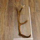 Rothirsch Stange 10 ender Gewicht 1,43 kg Länge 79 cm Hirsch Abwurfstange 71.1.172