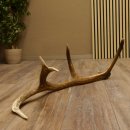 Rothirsch Stange 10 ender Gewicht 1,43 kg Länge 79 cm Hirsch Abwurfstange 71.1.172