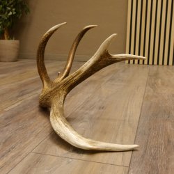 Rothirsch Stange 10 ender Gewicht 1,43 kg Länge 79 cm Hirsch Abwurfstange 71.1.172