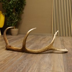 Rothirsch Stange 10 ender Gewicht 1,43 kg Länge 79 cm Hirsch Abwurfstange 71.1.172