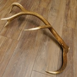 Rothirsch Stange 10 ender Gewicht 1,43 kg Länge 79 cm Hirsch Abwurfstange 71.1.172