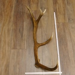 Rothirsch Stange 10 ender Gewicht 1,43 kg Länge 79 cm Hirsch Abwurfstange 71.1.172