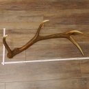 Rothirsch Stange 8 ender Gewicht 2,0 kg Länge 82 cm...