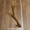 Rothirsch Stange 8 ender Gewicht 2,0 kg Länge 82 cm Hirsch Abwurfstange 71.1.176