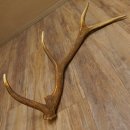 Rothirsch Stange 8 ender Gewicht 2,0 kg Länge 82 cm Hirsch Abwurfstange 71.1.176