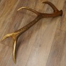 Rothirsch Stange 8 ender Gewicht 2,0 kg Länge 82 cm Hirsch Abwurfstange 71.1.176