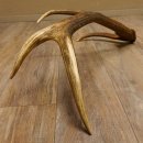 Rothirsch Stange 8 ender Gewicht 2,0 kg Länge 82 cm Hirsch Abwurfstange 71.1.176
