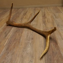 Rothirsch Stange 8 ender Gewicht 2,0 kg Länge 82 cm Hirsch Abwurfstange 71.1.176