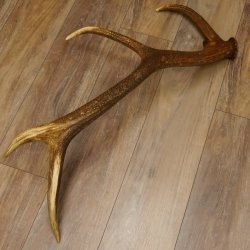 Rothirsch Stange 8 ender Gewicht 2,0 kg Länge 82 cm Hirsch Abwurfstange 71.1.176