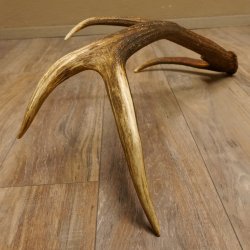 Rothirsch Stange 8 ender Gewicht 2,0 kg Länge 82 cm Hirsch Abwurfstange 71.1.176