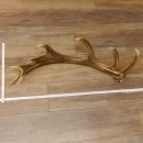 Rothirsch Stange 16 ender Gewicht 2,44 kg Länge 79...