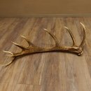 Rothirsch Stange 16 ender Gewicht 2,44 kg Länge 79 cm Hirsch Abwurfstange 71.1.177