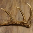 Rothirsch Stange 16 ender Gewicht 2,44 kg Länge 79 cm Hirsch Abwurfstange 71.1.177