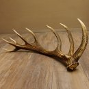 Rothirsch Stange 16 ender Gewicht 2,44 kg Länge 79 cm Hirsch Abwurfstange 71.1.177