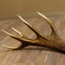 Rothirsch Stange 16 ender Gewicht 2,44 kg Länge 79 cm Hirsch Abwurfstange 71.1.177