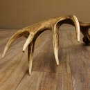 Rothirsch Stange 16 ender Gewicht 2,44 kg Länge 79 cm Hirsch Abwurfstange 71.1.177