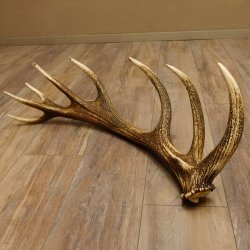 Rothirsch Stange 16 ender Gewicht 2,44 kg Länge 79 cm Hirsch Abwurfstange 71.1.177