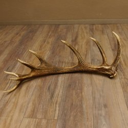 Rothirsch Stange 16 ender Gewicht 2,44 kg Länge 79 cm Hirsch Abwurfstange 71.1.177