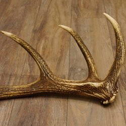 Rothirsch Stange 16 ender Gewicht 2,44 kg Länge 79 cm Hirsch Abwurfstange 71.1.177