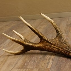 Rothirsch Stange 16 ender Gewicht 2,44 kg Länge 79 cm Hirsch Abwurfstange 71.1.177