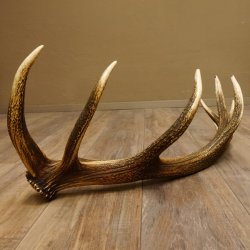 Rothirsch Stange 16 ender Gewicht 2,44 kg Länge 79 cm Hirsch Abwurfstange 71.1.177