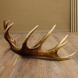 Rothirsch Stange 16 ender Gewicht 2,44 kg Länge 79 cm Hirsch Abwurfstange 71.1.177