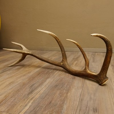 Rothirsch Stange 12 ender Gewicht 1,86 kg Länge 83 cm Hirsch Abwurfstange 71.1.178