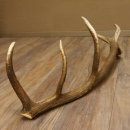 Rothirsch Stange 12 ender Gewicht 1,86 kg Länge 83 cm Hirsch Abwurfstange 71.1.178