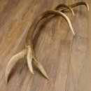 Rothirsch Stange 12 ender Gewicht 1,86 kg Länge 83 cm Hirsch Abwurfstange 71.1.178