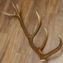 Rothirsch Stange 12 ender Gewicht 1,86 kg Länge 83 cm Hirsch Abwurfstange 71.1.178