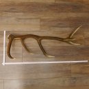 Rothirsch Stange 12 ender Gewicht 1,86 kg Länge 83 cm Hirsch Abwurfstange 71.1.178