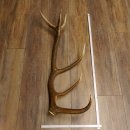 Rothirsch Stange 12 ender Gewicht 1,86 kg Länge 83 cm Hirsch Abwurfstange 71.1.178