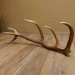 Rothirsch Stange 12 ender Gewicht 1,86 kg Länge 83 cm Hirsch Abwurfstange 71.1.178