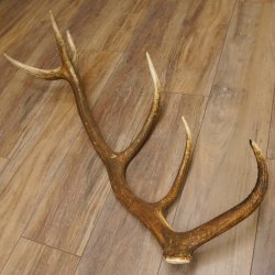 Rothirsch Stange 12 ender Gewicht 1,86 kg Länge 83 cm Hirsch Abwurfstange 71.1.178