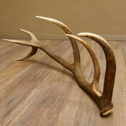 Rothirsch Stange 12 ender Gewicht 1,86 kg Länge 83 cm Hirsch Abwurfstange 71.1.178